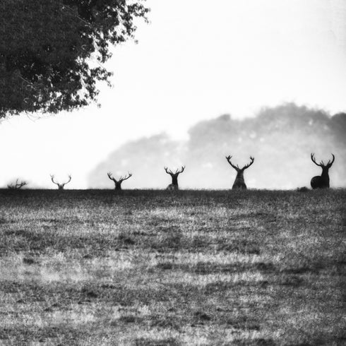 JUMBO ART - ASCENT OF STAG - HUGE 1 Metre Square Canvas